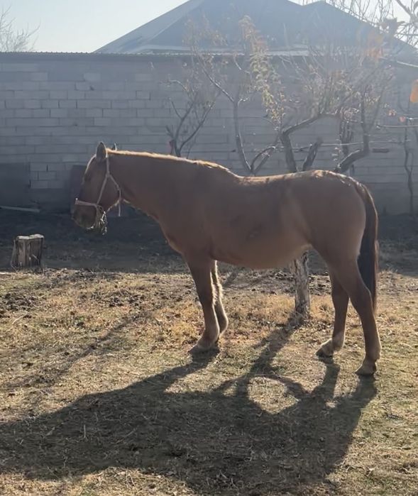 Бойы 170см 3 тен 4шкан