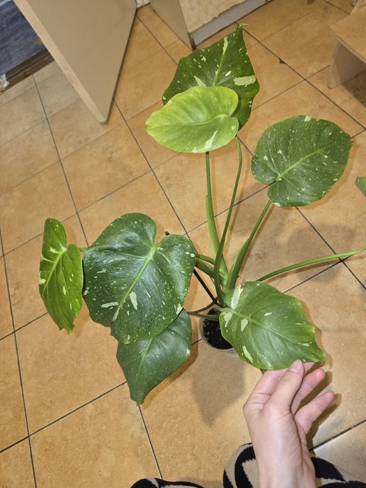 монстера тайское созвездие