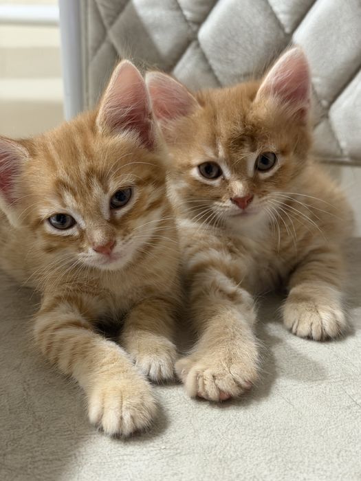 Отдам котенка,девочка