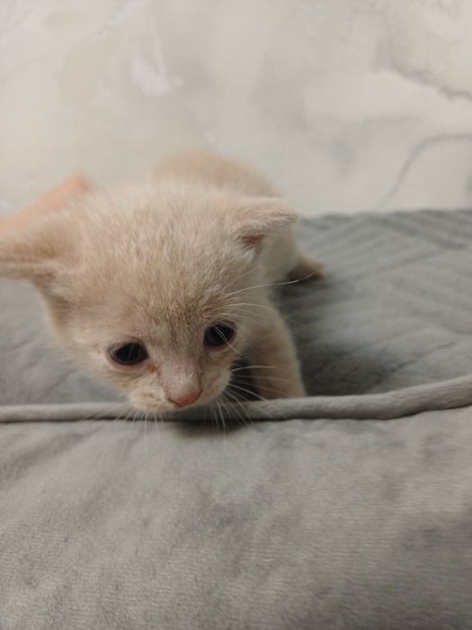 Отдам котят  в добрые руки