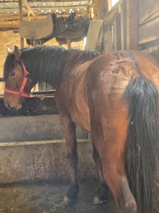 Жабы айғыр 22 жылғы