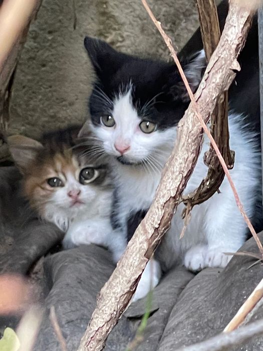 Восхитителни котенца!