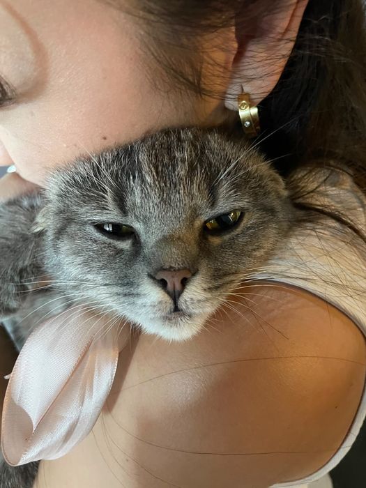 Породистая кошка