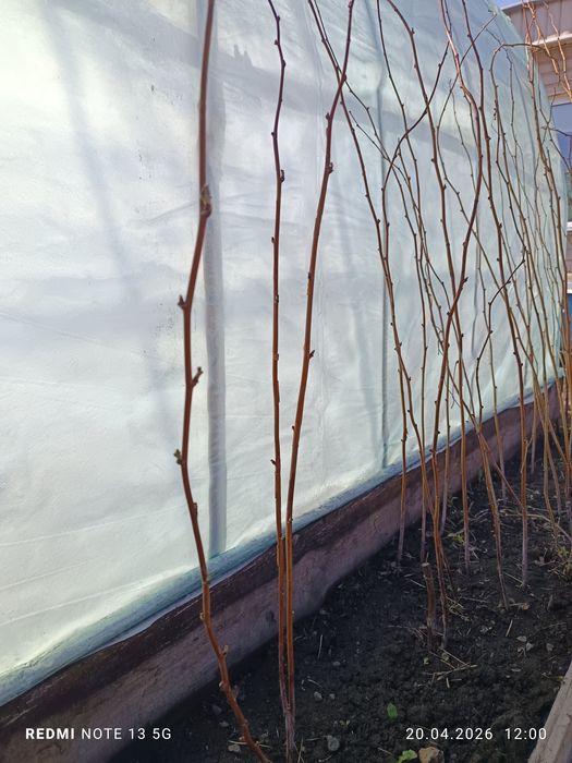 Малина Саженцы малины