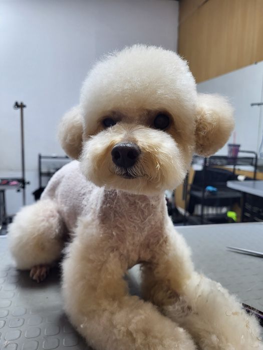 Груминг. Стрижка собак