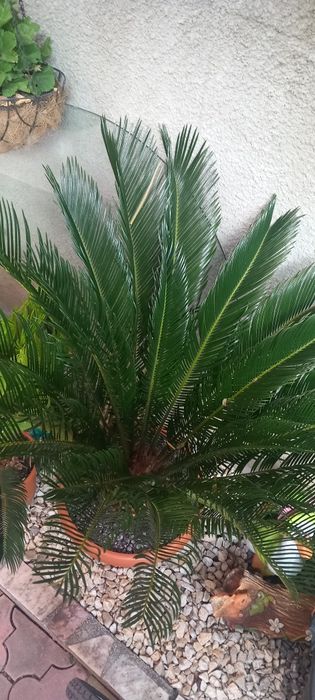 Palmier cicas revoluta Japonez la ghiveci .plante exotice la ghiveci