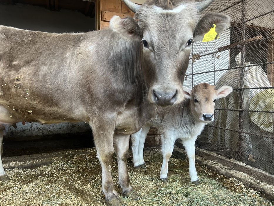 Корова с телёнком(тёлочка)