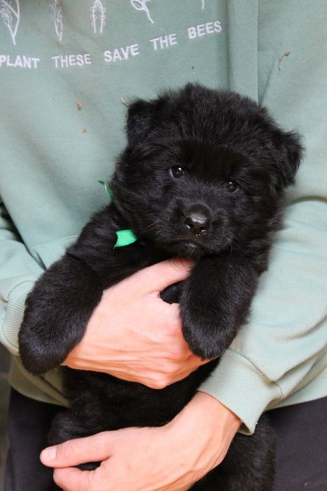 Щенок немецкой овчарки