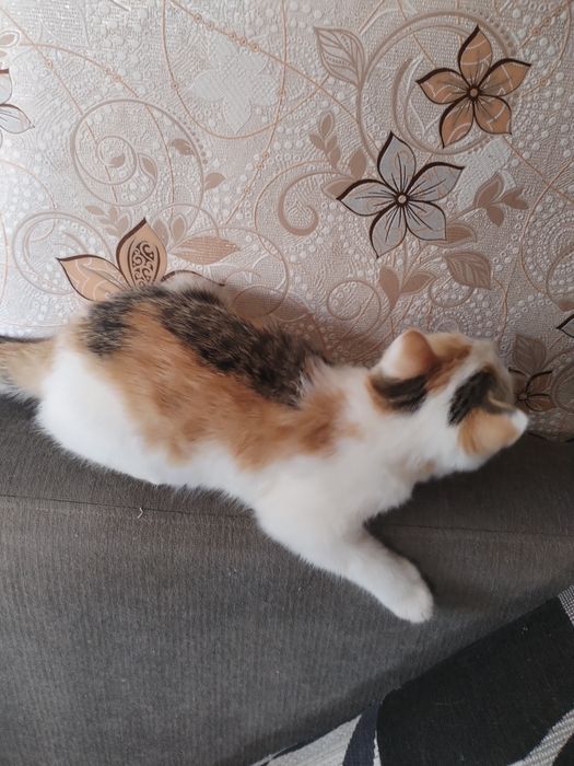 Кошка девочка почти 3 месяца