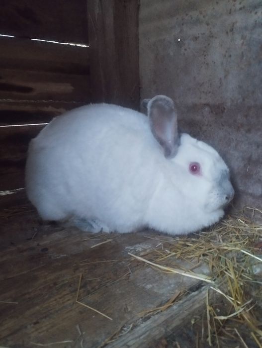 Quyonlar sotiladi 5 ta bolasi 4 oylik  bógan onasi 2marta tuqqan