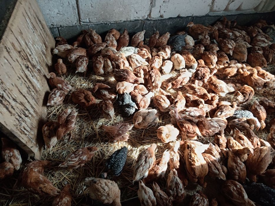 Pui, puicute outoare ISA brown și pui mixti