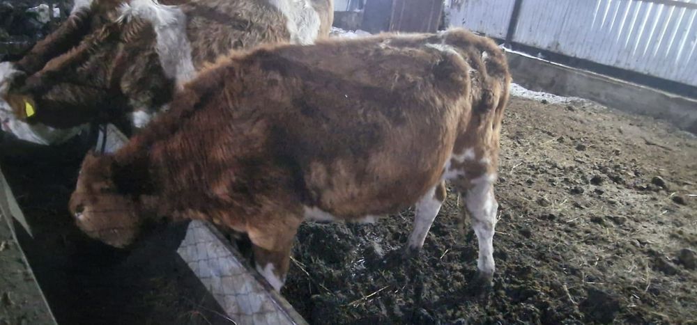 Симентал сиыр қашар сатылады