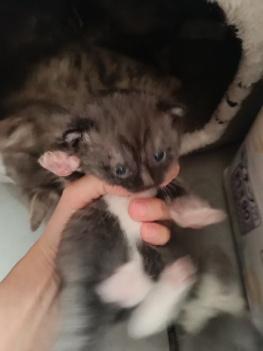 Котята, в добрые руки!