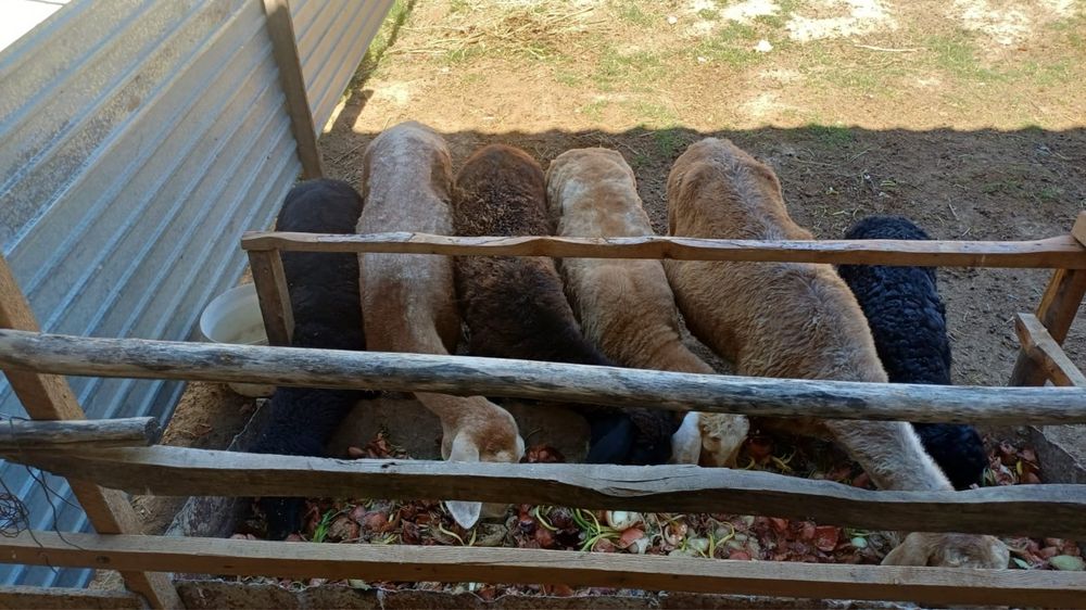Продам овца. Трое из них овцы, трое барашки.