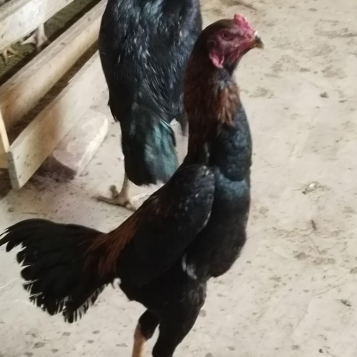 Продам дакана хороших кровей