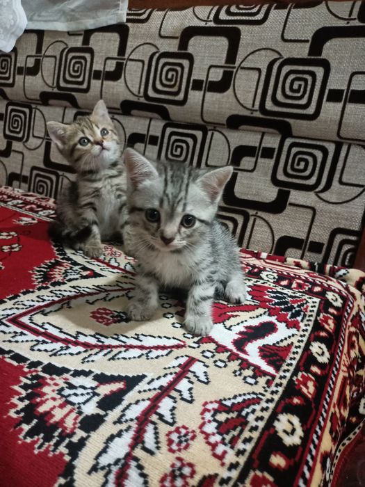 Отдам котят в добрые рукии