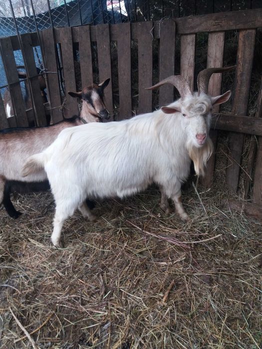 Продам коз и козлят
