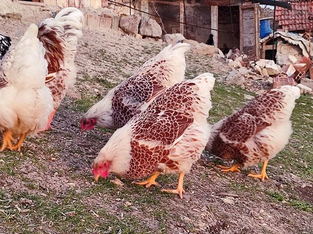 Срочнааа!!!   Виандот американский белое золото жужалари 3ойликлари