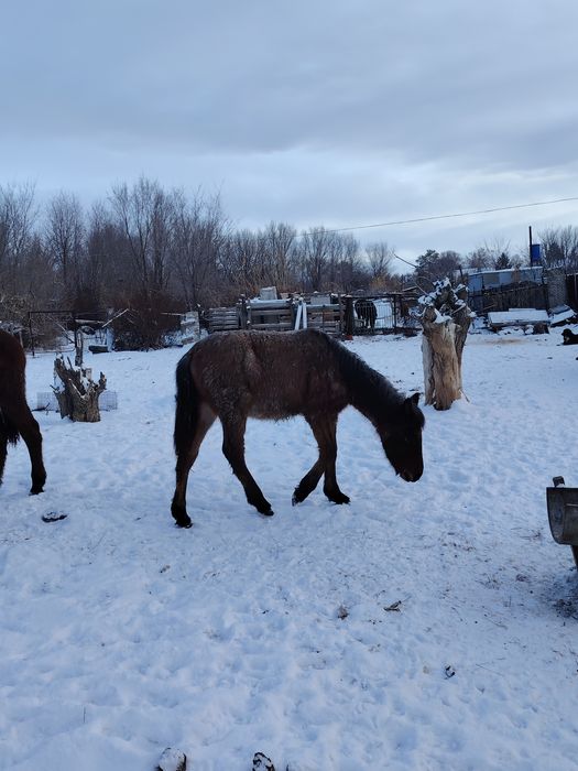 Жабағы сатылады. Еркек
