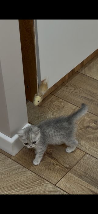 котенок шиншила 1,5 месяца
