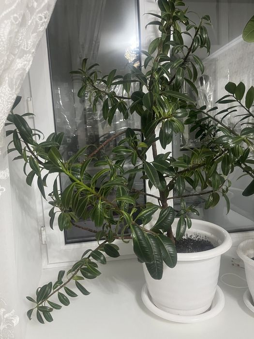 Продам фикус семейный