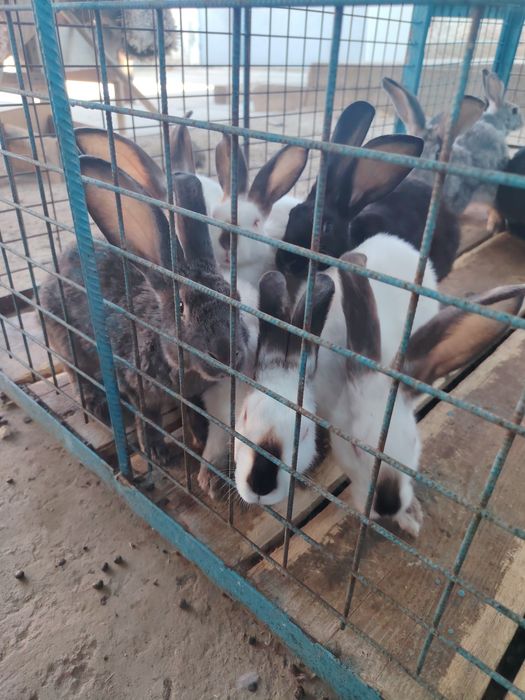 Домашний кролики