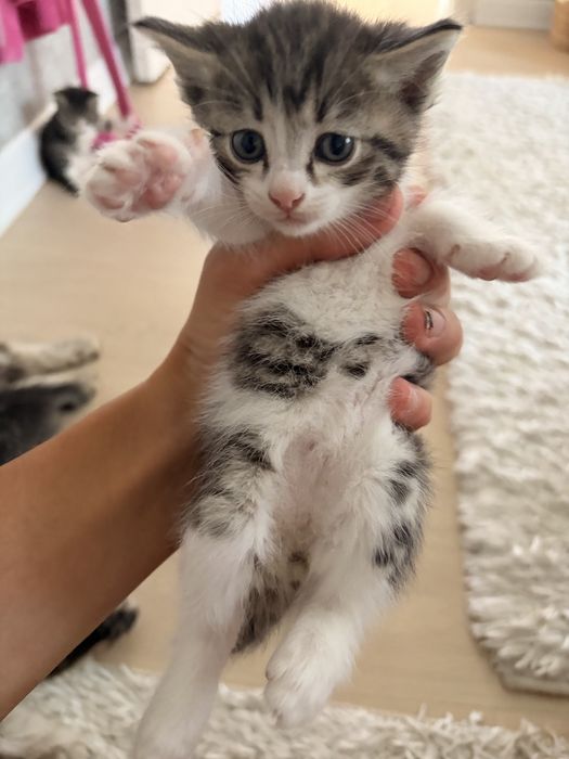 Котятя в добрые руки