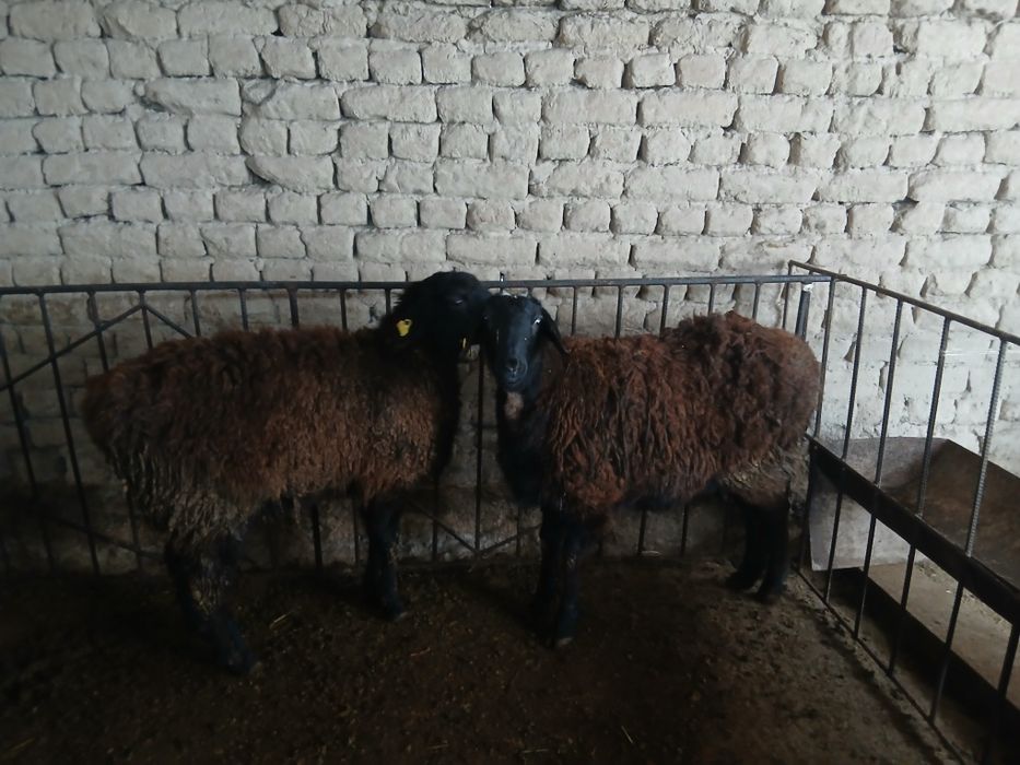 Срочно Койлар сатылады