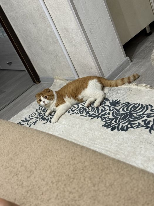 Вязка скотиш фолд