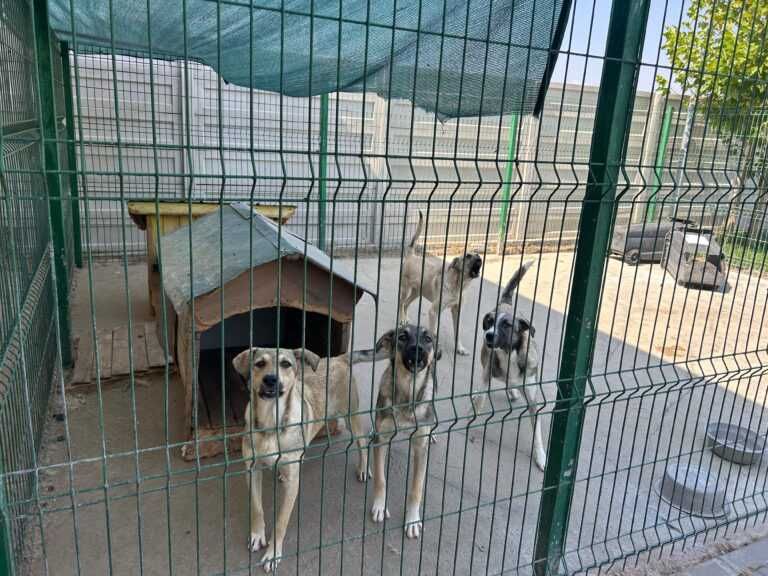 Adopta un caine - acest suflet are nevoie de stapan!