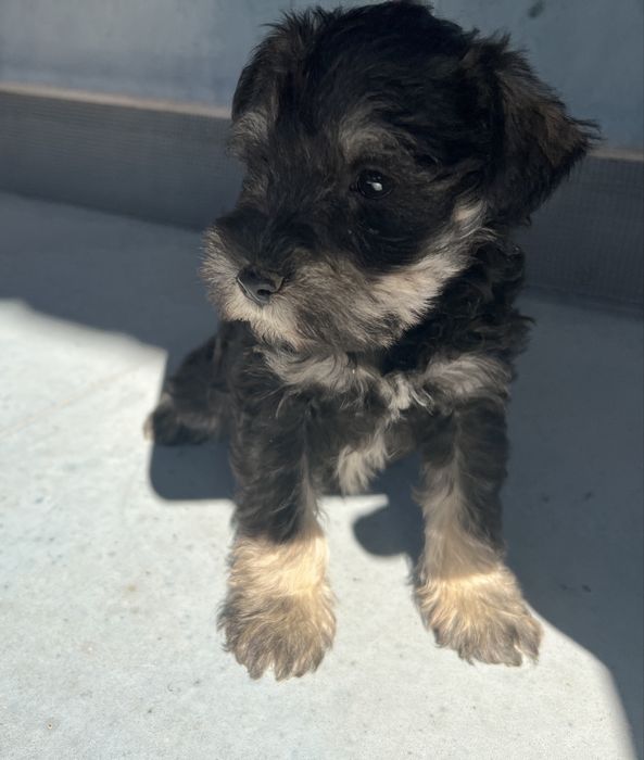 Schnauzer pitic sare si piper