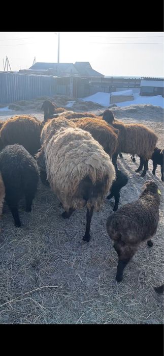 Продам Кошкар на племя  Гиссар