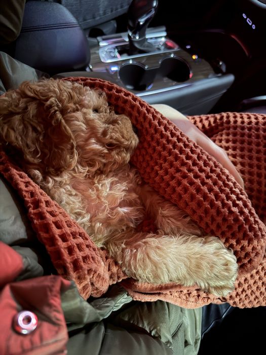 Щенок Мальтипу f1