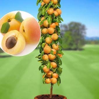 Pomi fructiferi columnari soiuri diverse