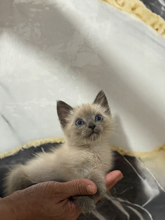 Продам Сиамская кошка