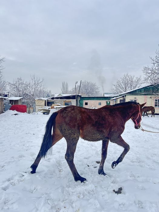 Байтал ұрғашы тай