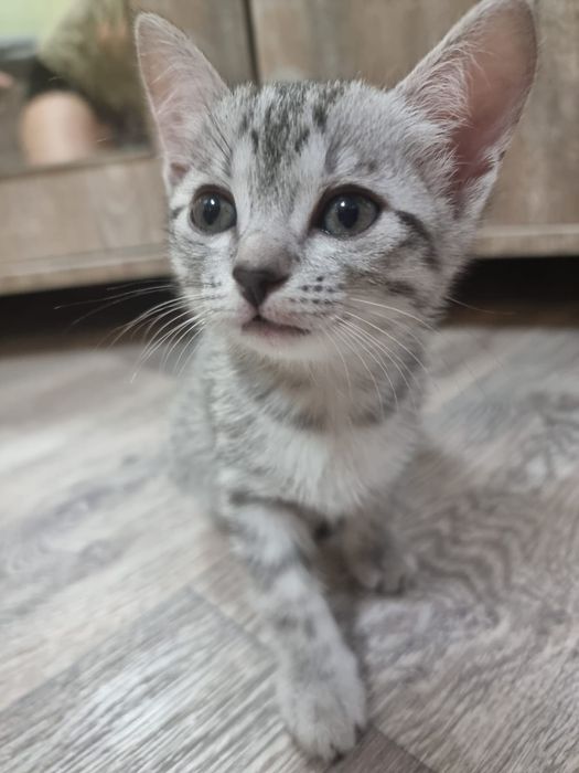 Котёнки в добрые руки