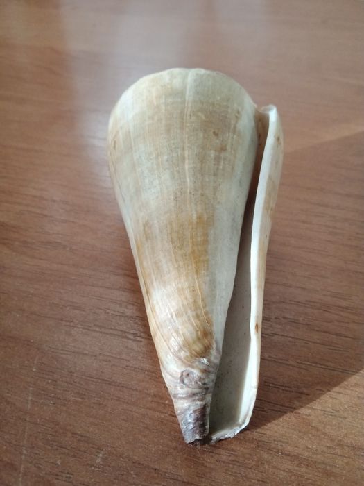 Морская ракушка.