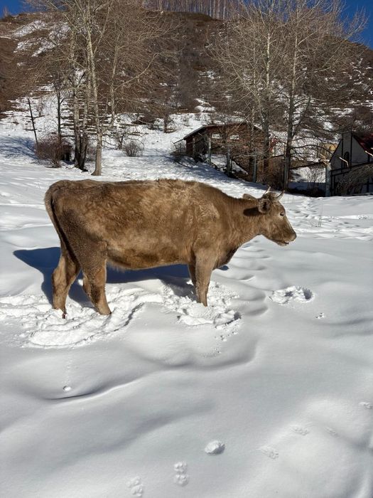 Продам коров,телят реальным клиентам
