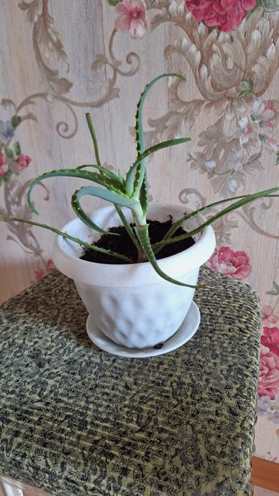 Цветок Алоэ комнатный.