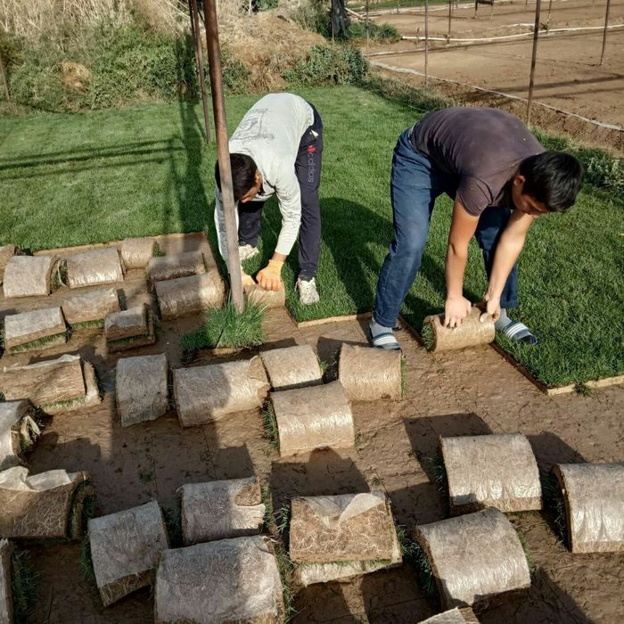 Газон экиш хизмати