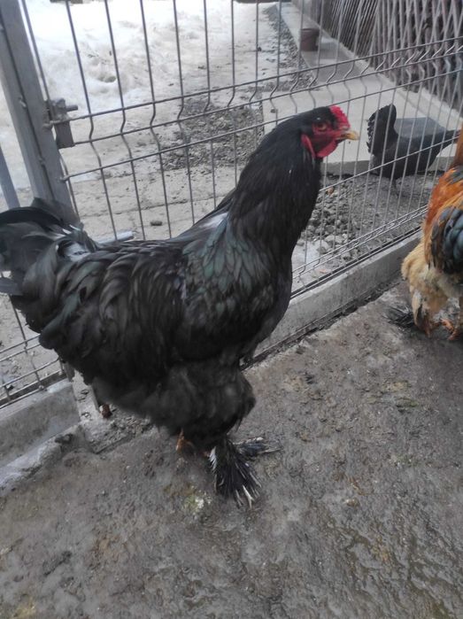 Cocosi  Brahma de vânzare