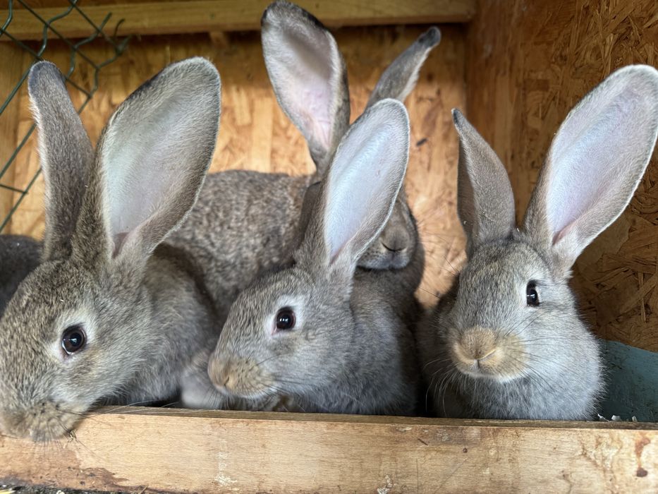 Iepuri Urias german gri si Fluture german