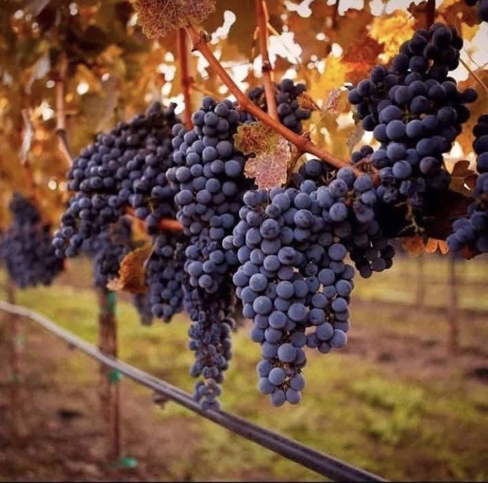 Vand steuguri de vin