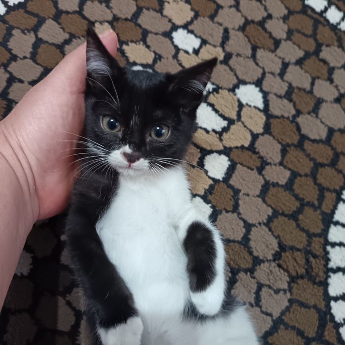 Отдадим в добрые руки  котята 2месяца