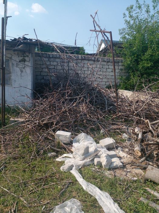 Майда Утин куриган енгок урик