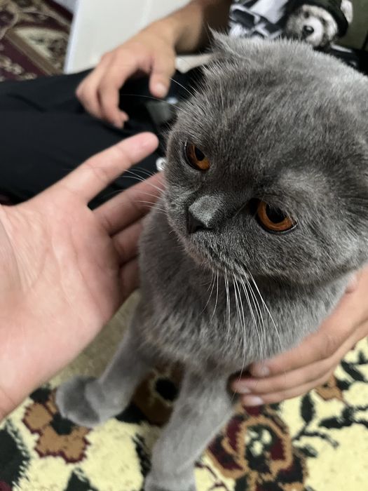 Скоттиш фолд киз бола