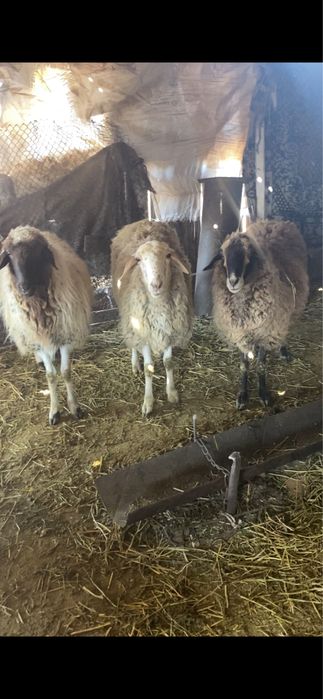 Бараны продаются