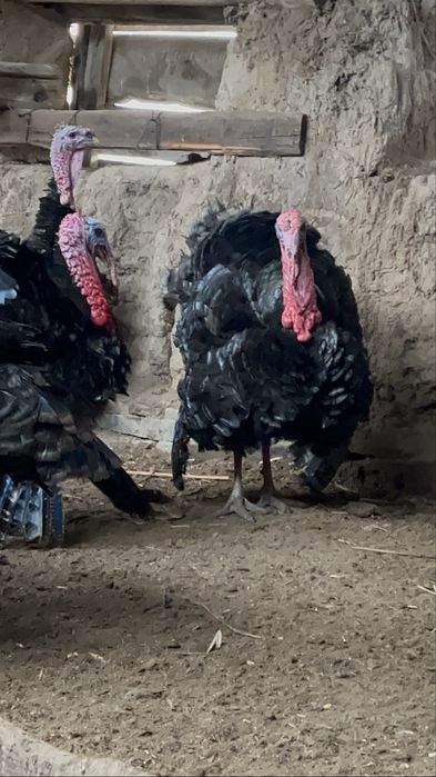 Индюки Гибрид қораздар сатылады