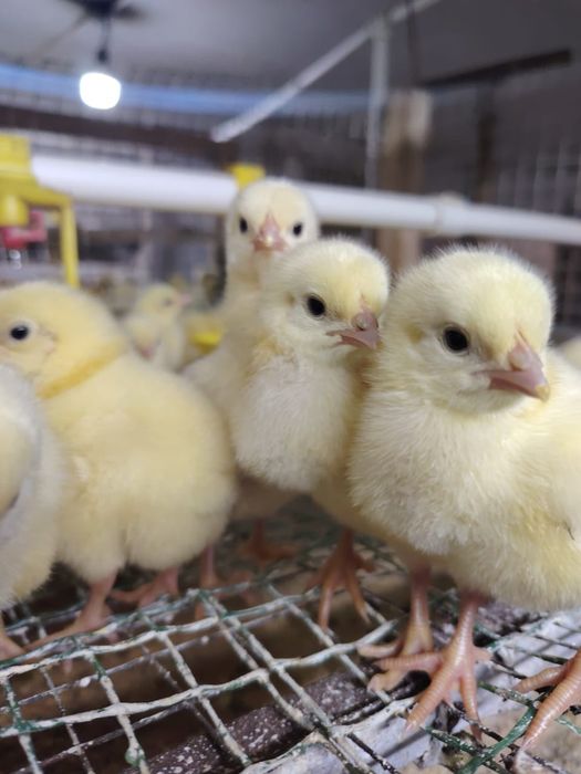 бройлер, цыплята несушки